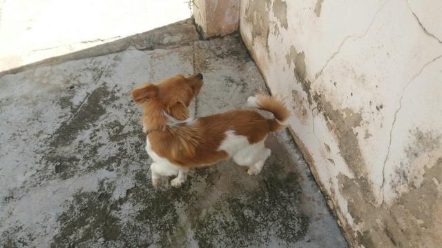 Chihuahua pelo longo macho - Foto 3