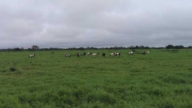 Excelente Fazenda em Feira de Santana-BA - Foto 8