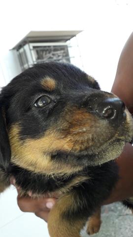 Rottweiler - Foto 4