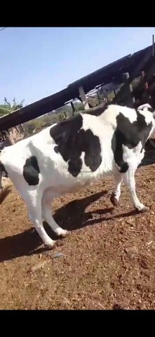 Vendo vaca alta produção 