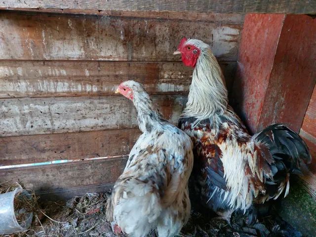Terno de galinha bharma