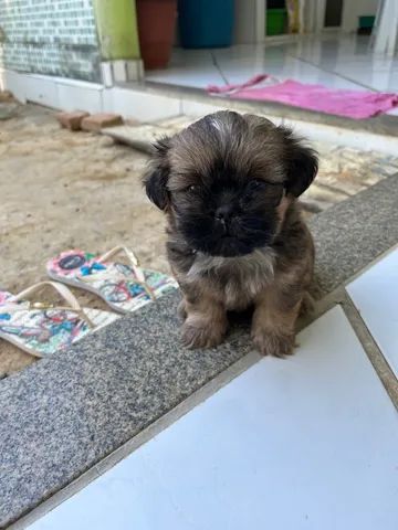 Filhotes de shih tzu  - Foto 2
