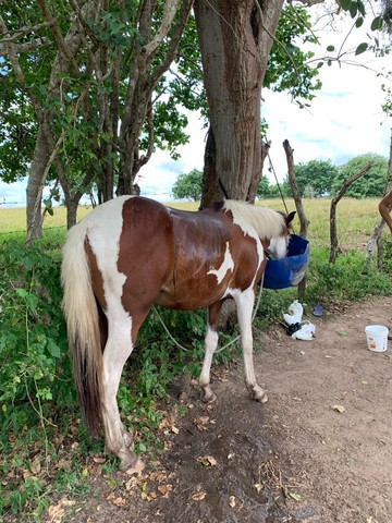 Potro paint horse 