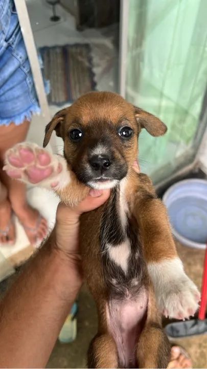 Doa se filhotes  - Foto 3