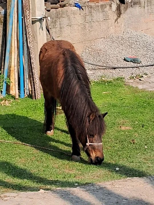 Duas ponei mini cavalo para venda - Foto 3