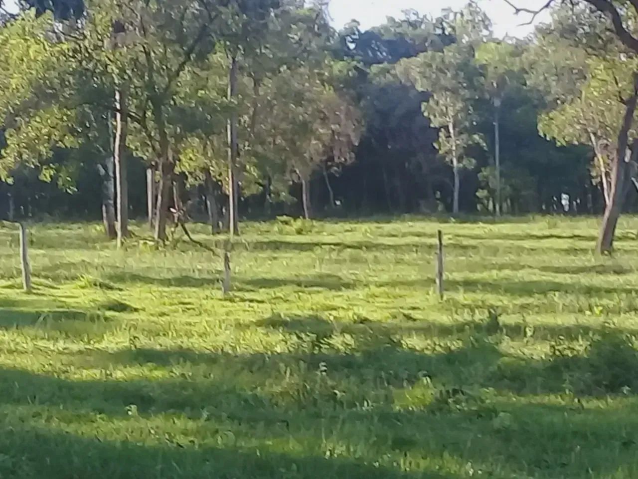 Chacara emJardim 10 ha - Campo Grande - MS - Foto 5