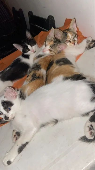 Gatinhos fofinhos para adoção - Foto 3