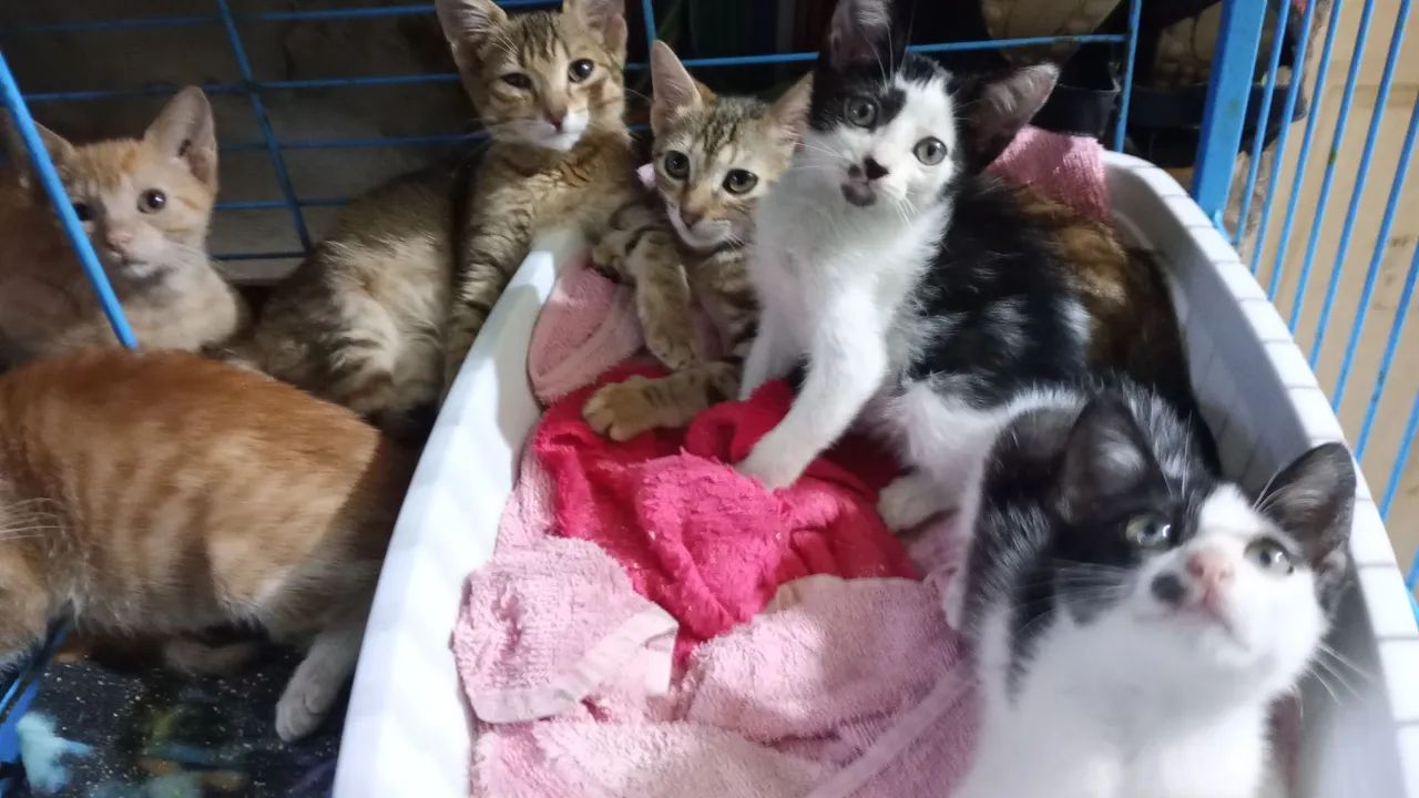FILHOTES 2 meses, VACINADOS CASTRADOS e vermifugados para adoção responsável