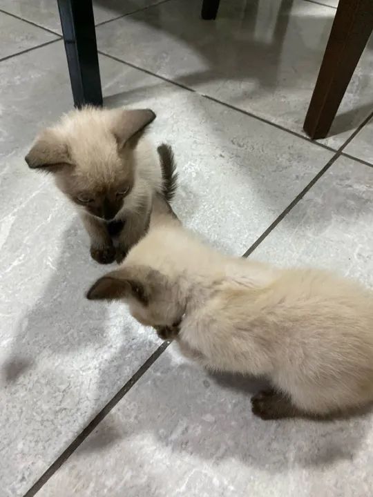 FILHOTES DE GATO PARA DOAÇÃO - Foto 2