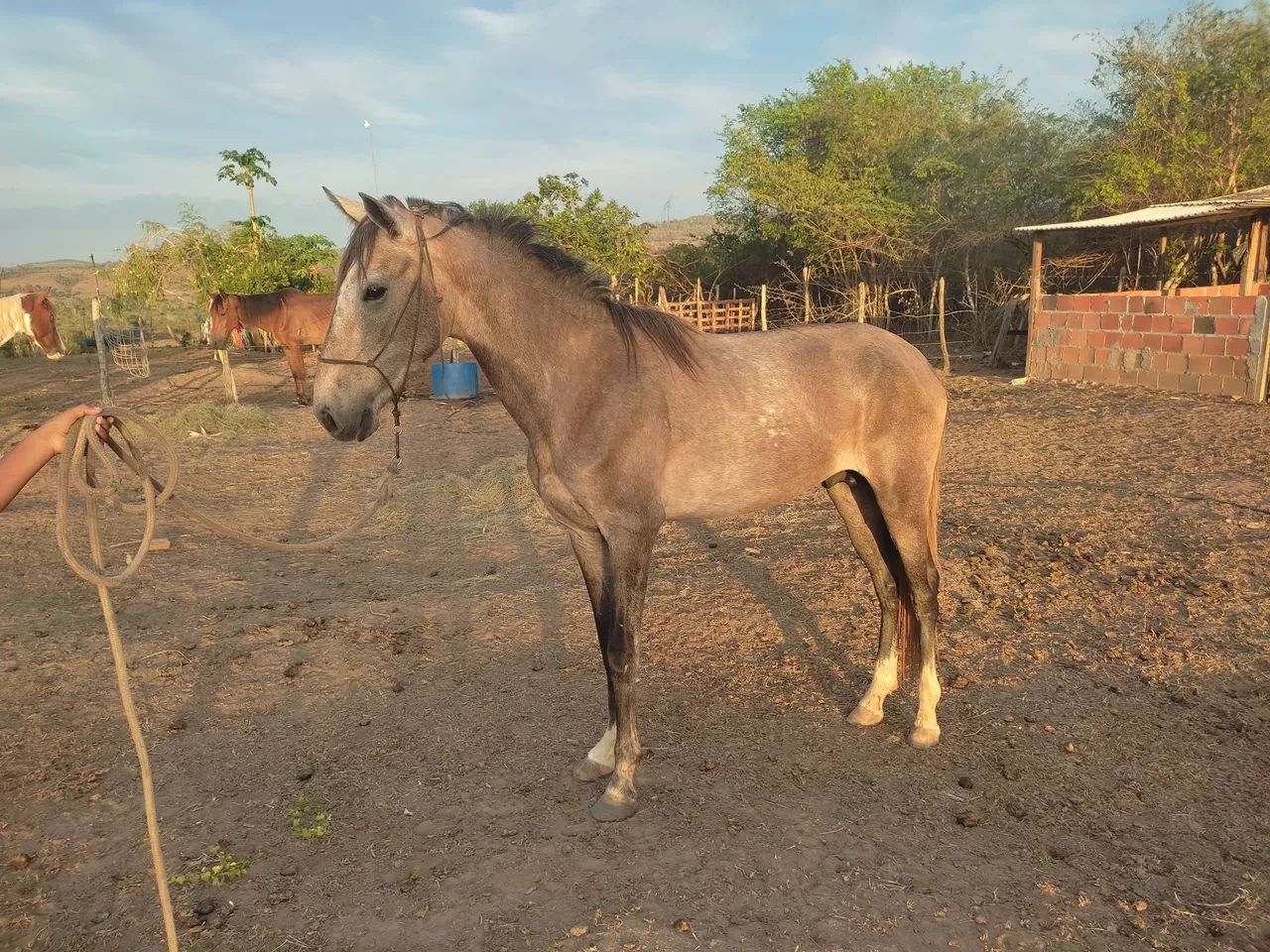 Oportunidade,Pra vender logo  - Foto 2