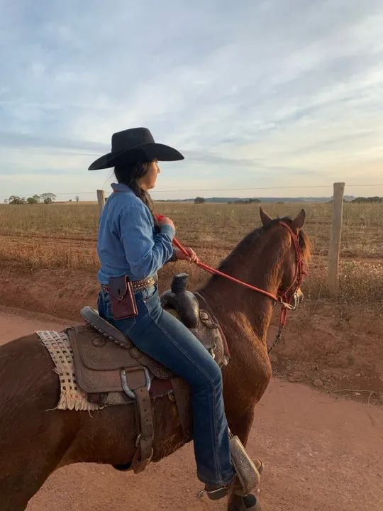 Cavalo machador, castrado 