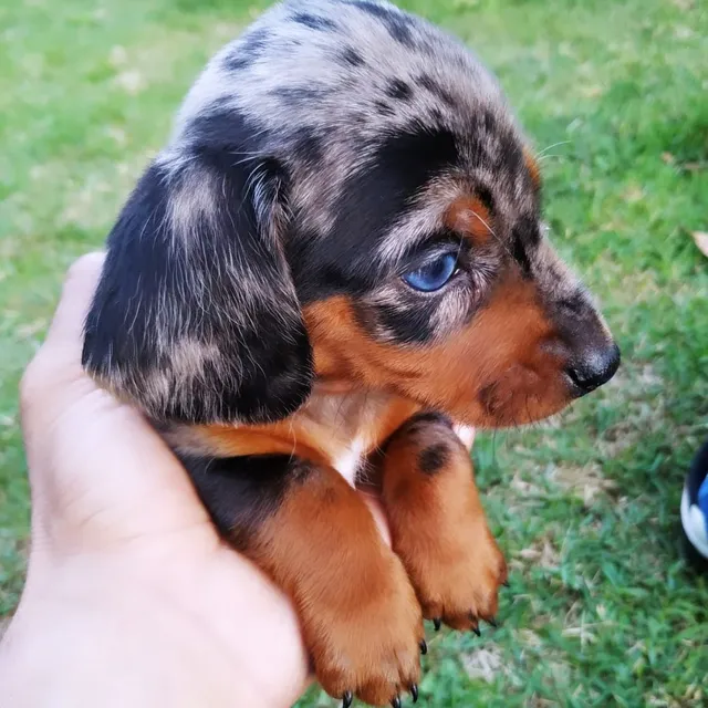 Mini best sale dachshund olx