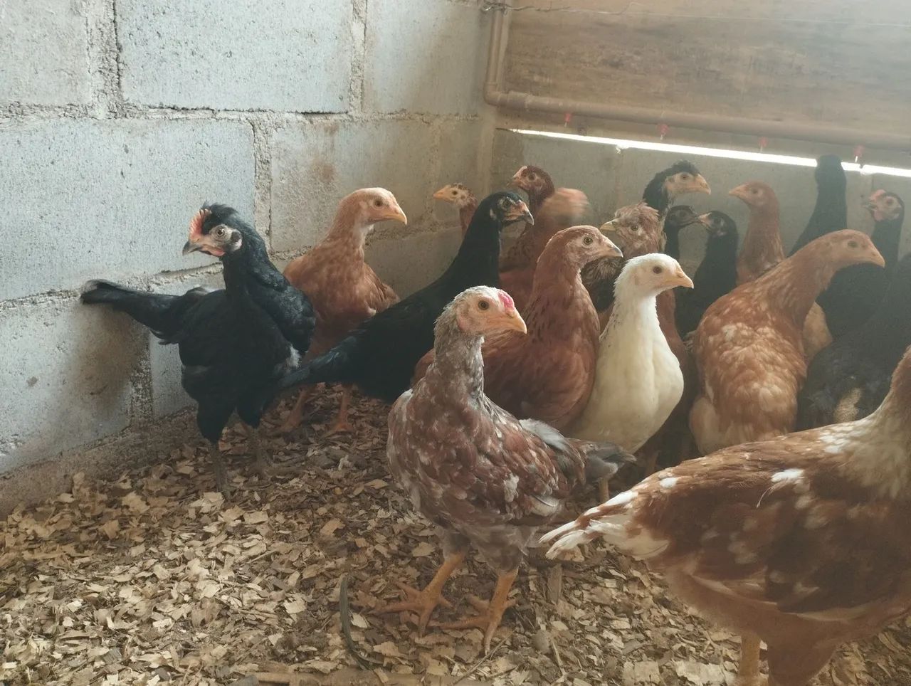 Galinhas caipira e galinhas sertanejo balão - Foto 2