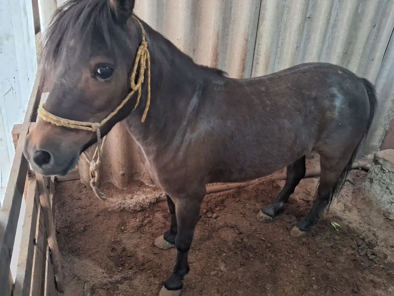 Duas ponei mini cavalo para venda