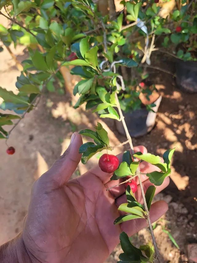 Mudas Frutíferas Enxertadas  - Foto 3