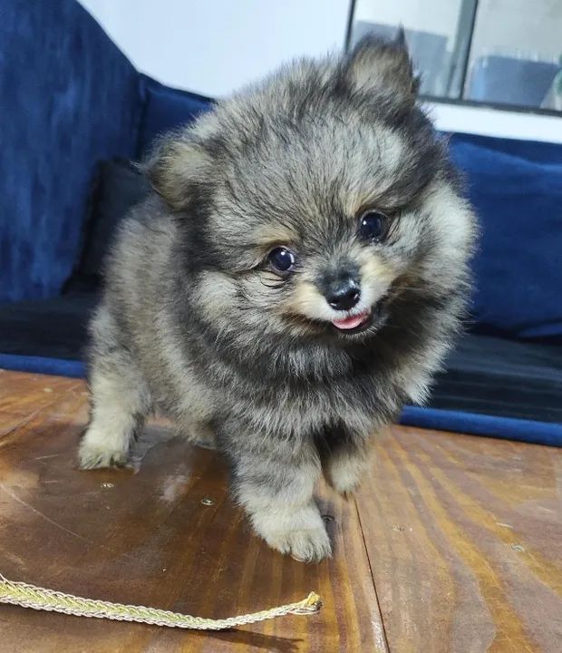 Filhotes de Lulu da Pomerânia - Sptiz Alemão Anão