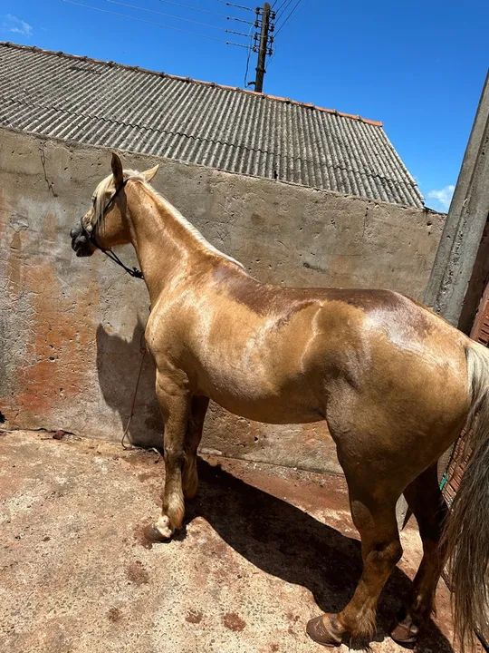 Égua quarto de milha P.O