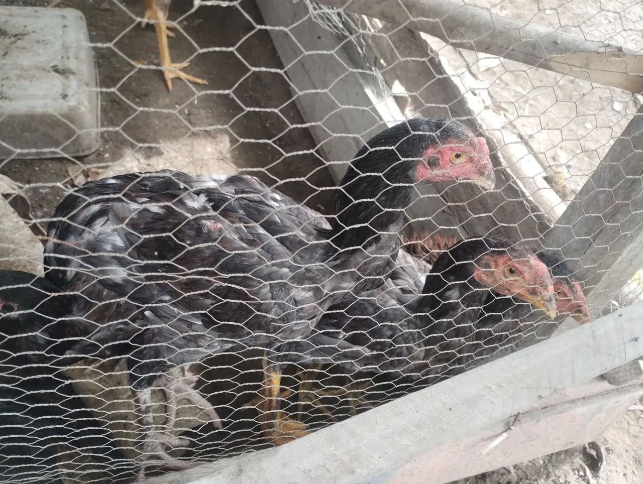 Galinhas de raça carioca  - Foto 2