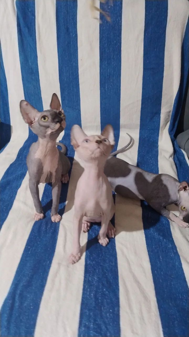 Sphynx 5 meses