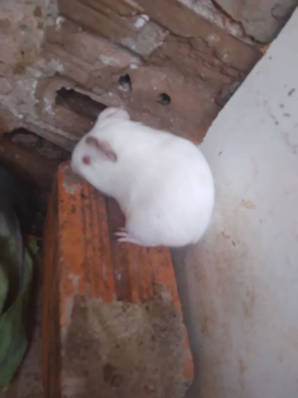 Lindos filhotes de porquinho da Índia - Foto 4