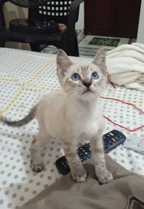 Bb de 2 meses  - Foto 3