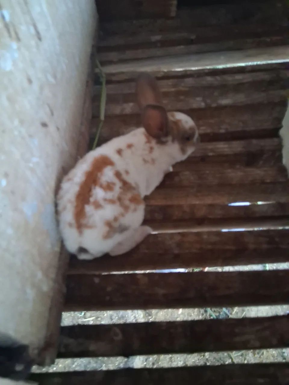 Mini Coelho rex - Foto 4