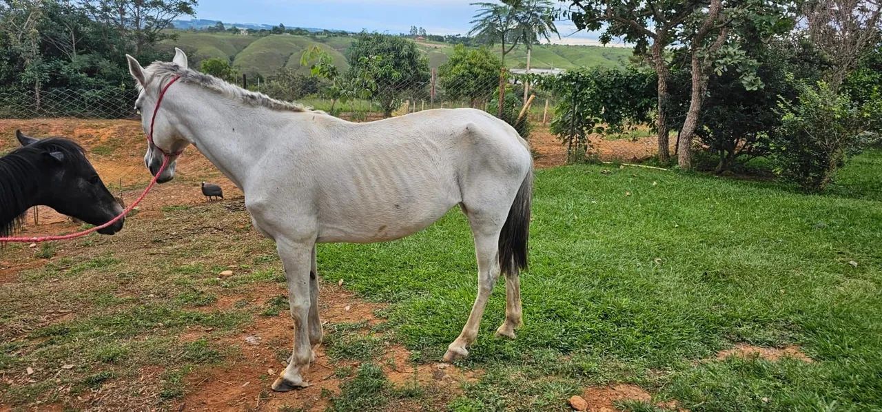 ÉGUA MANGALARGA  - Foto 2