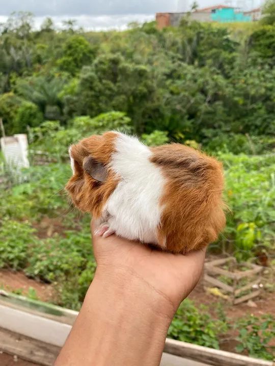 Porquinho da índia peruano (entrego a domicílio) - Foto 3