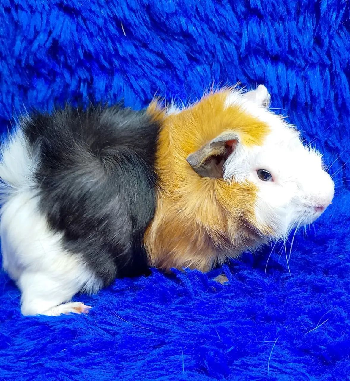 Porquinho da índia abssinio várias cores - Foto 5