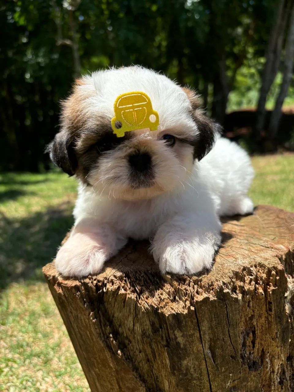 Vendo Macho de Shitzu mini  - Foto 5