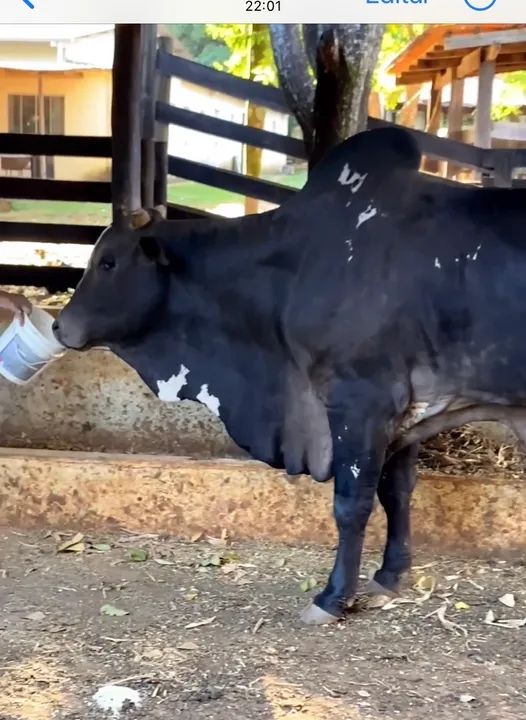 Touro Nelore pintado PO - Foto 3