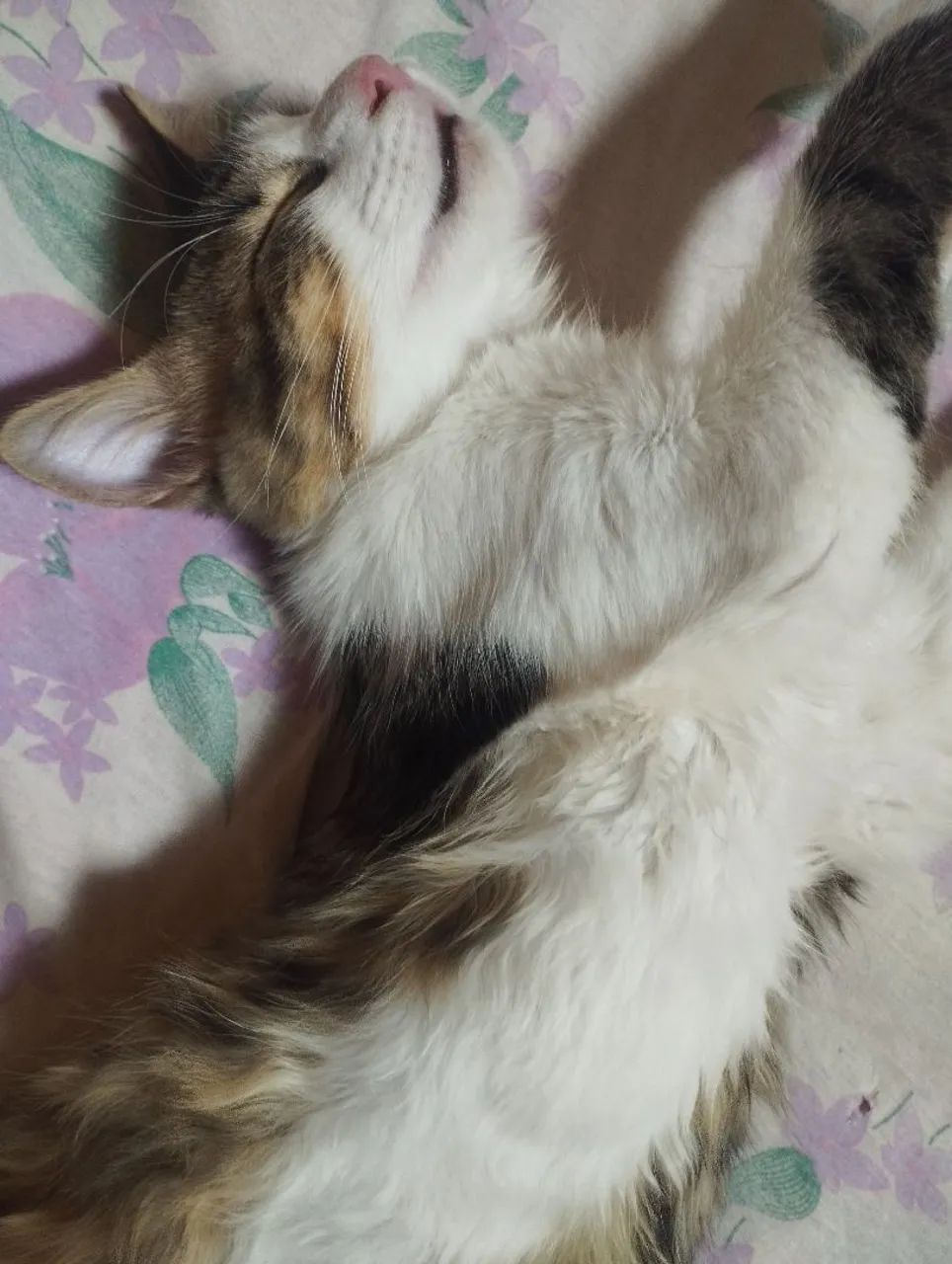 Adoção responsável 