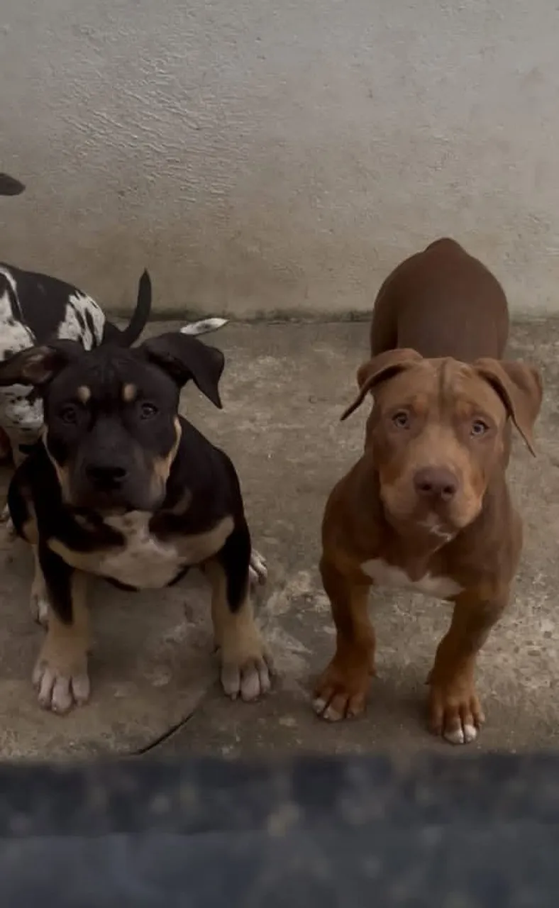 Filhotes de pit monster