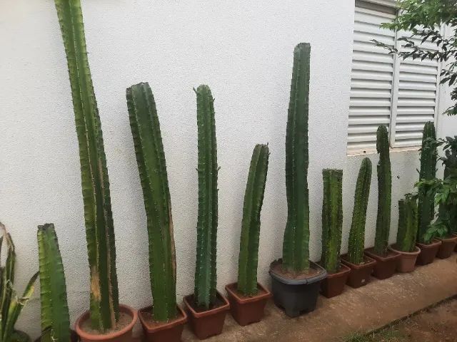 Vendo Cactus  - Foto 5