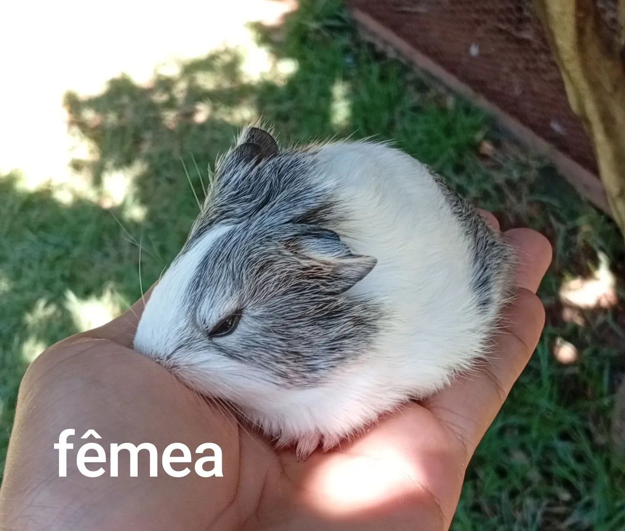 Fêmea de Porquinho da Índia - Foto 2