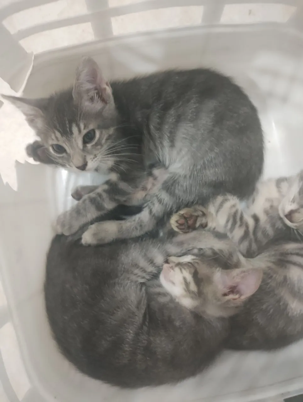 Gatinhos Cinzas para Adoção