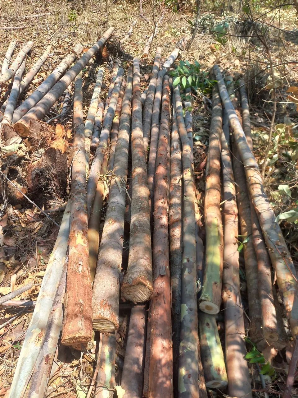 Escoras de eucalipto  - Foto 2