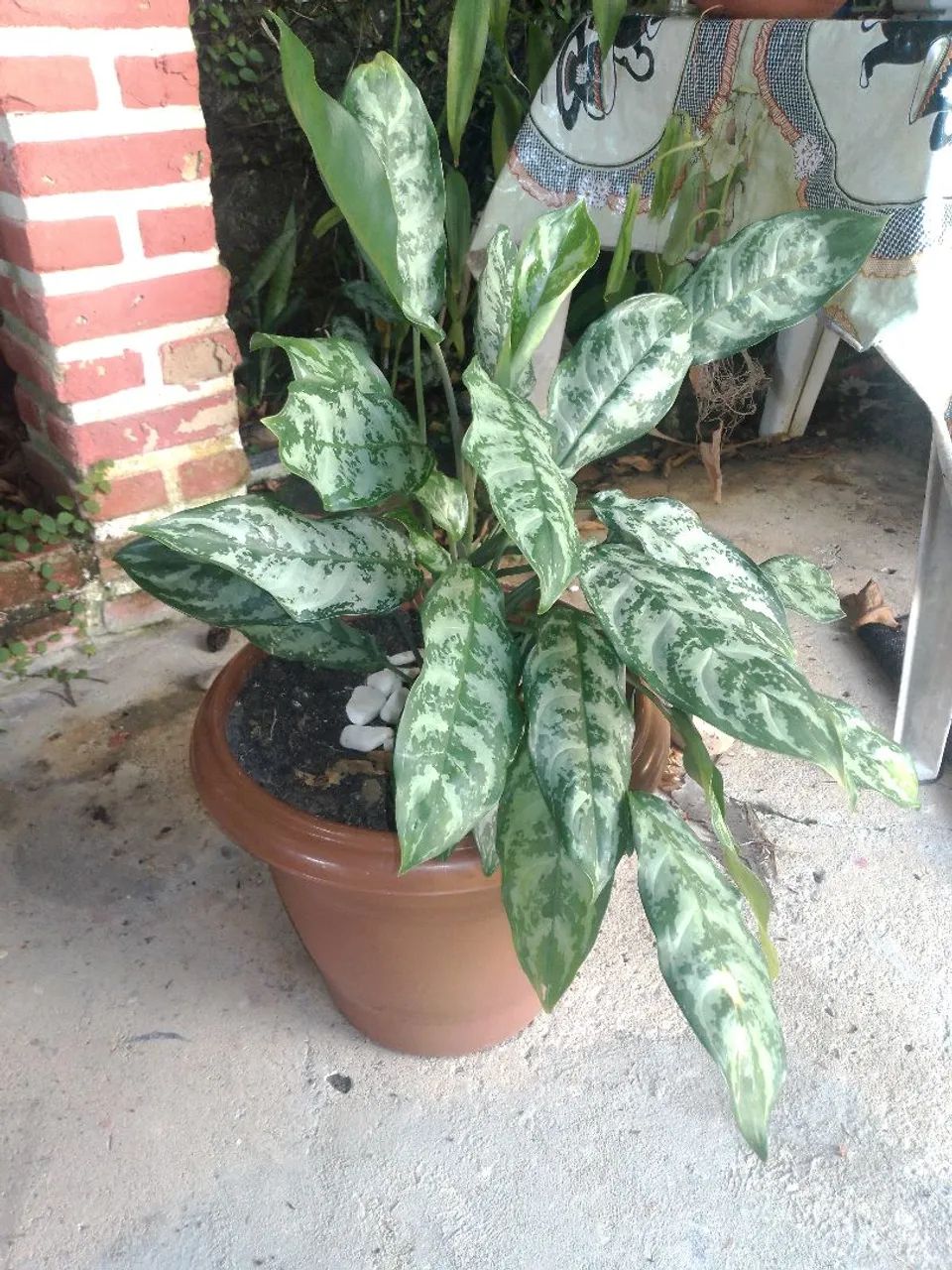 Planta de interior