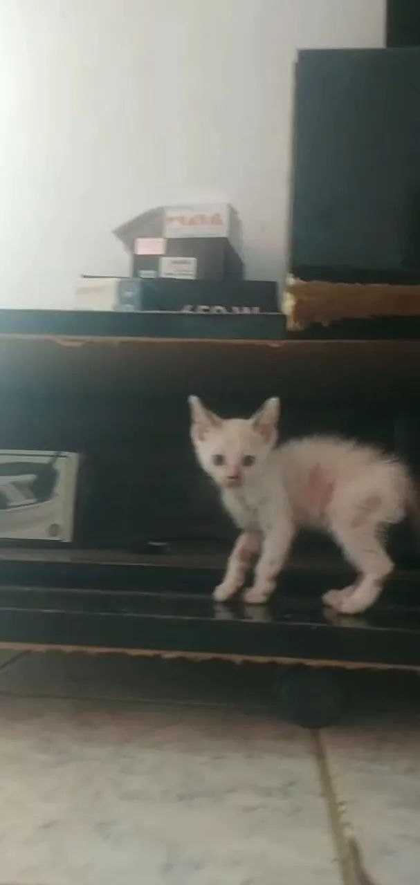 Doação de gatinho branco macho  - Foto 3