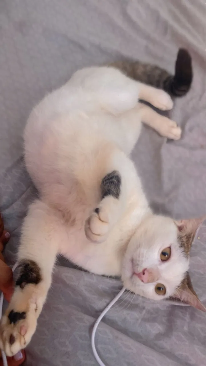 Gatinho filhote para adoção