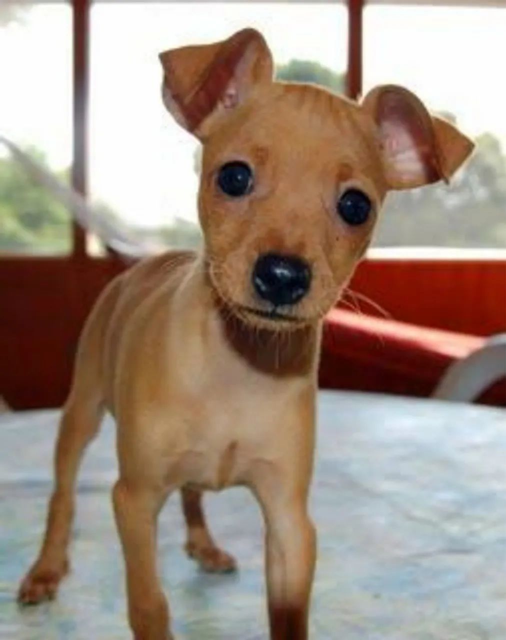 Lindos filhotes de Pinscher  - Foto 2
