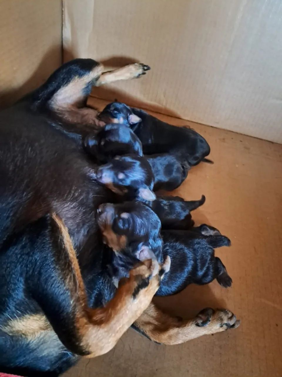 Pinsher pequeno 45 dias em Rondonópolis  - Foto 2