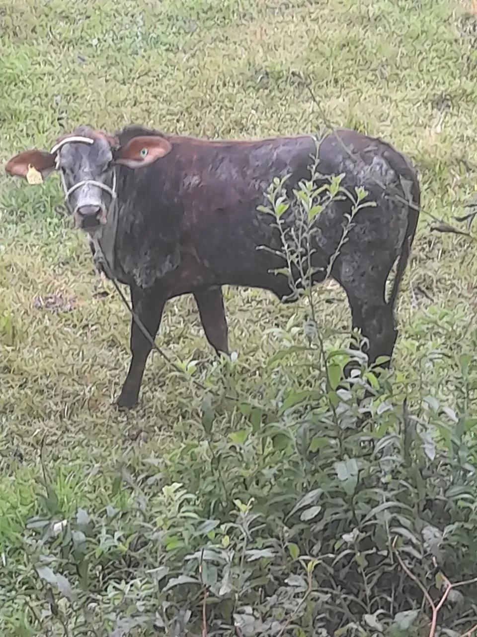 Novilha 7 meses para venda ou troca po vaca