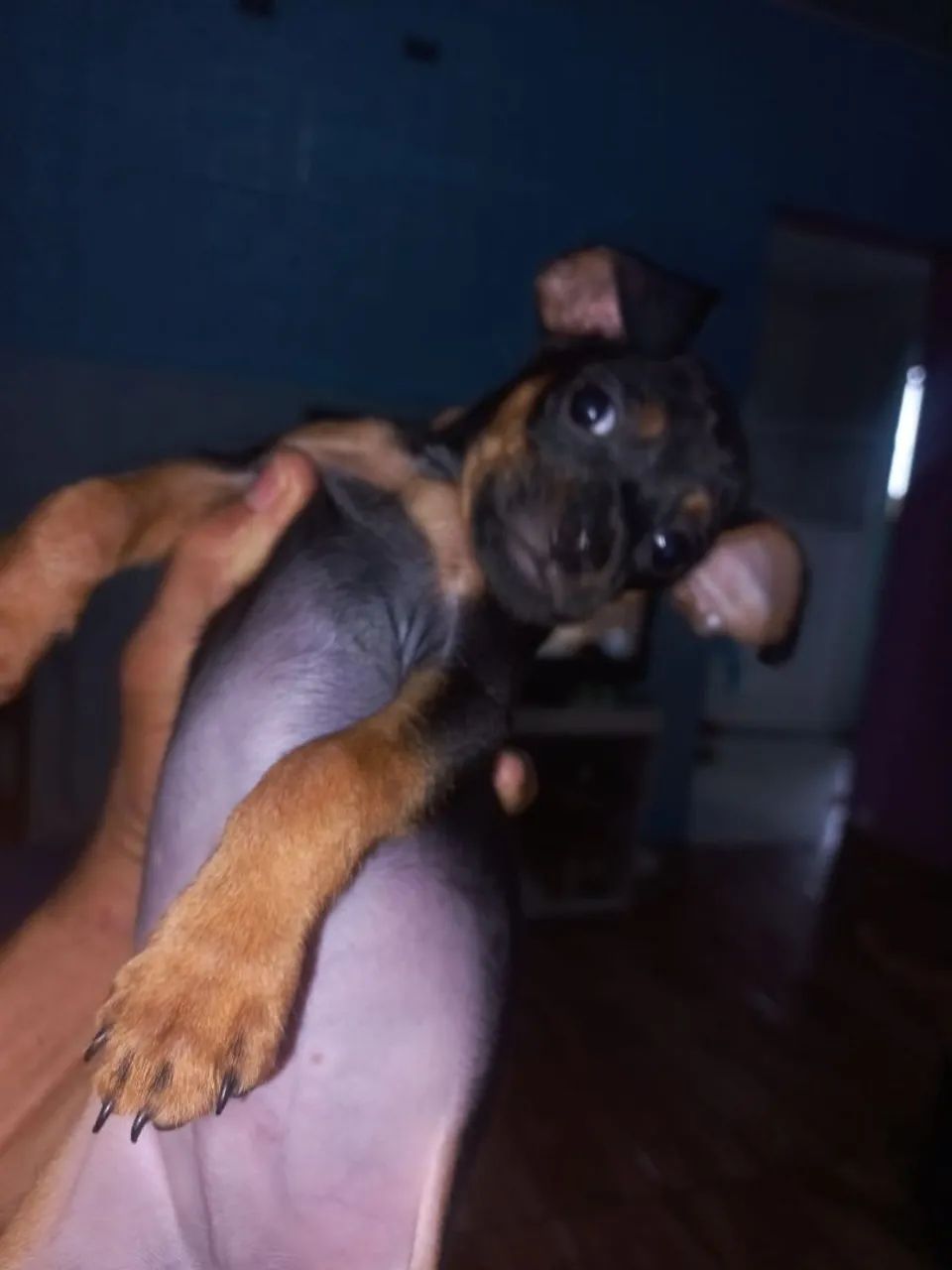Filhote de Pinscher n 1 - Foto 3