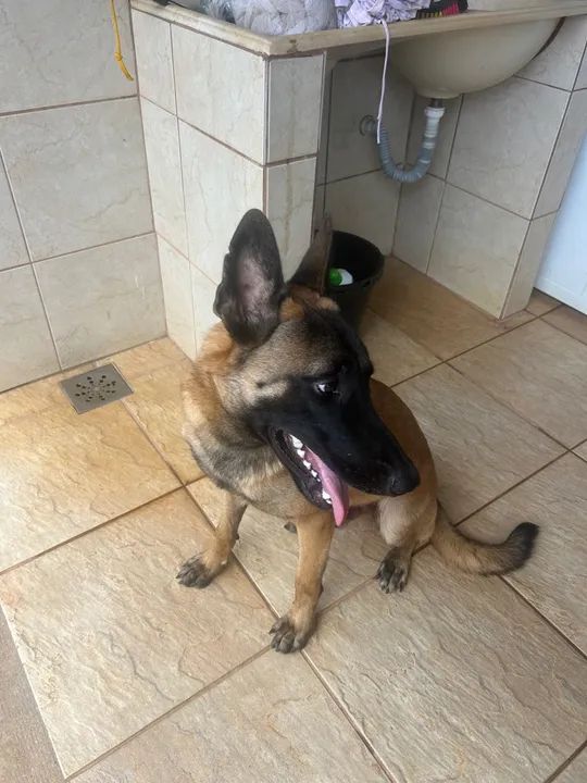 Pastor Belga de Malinois p/cobertura - Foto 3