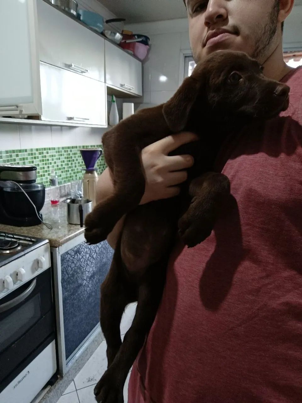 Doação de labrador  - Foto 3