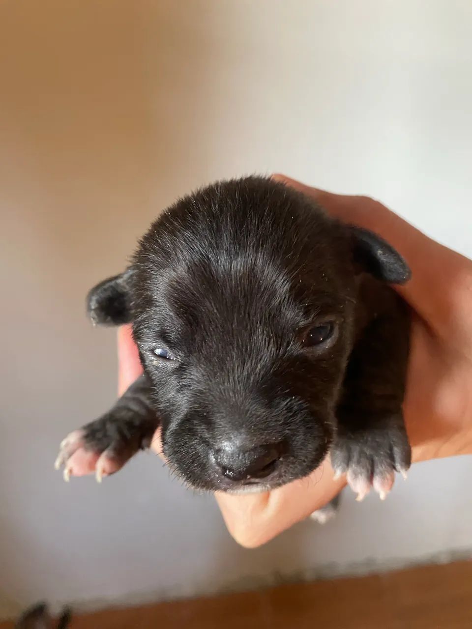 Pet doação  - Foto 6