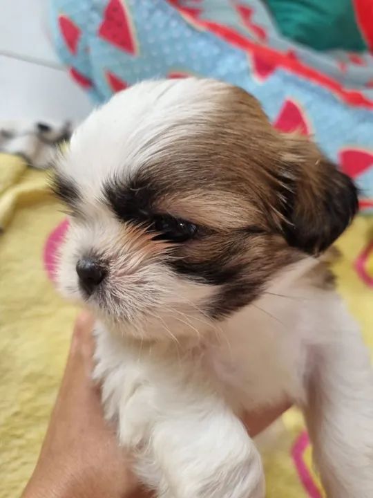 Shih-tzu