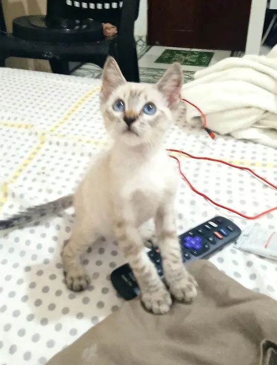 Bb de 2 meses  - Foto 4