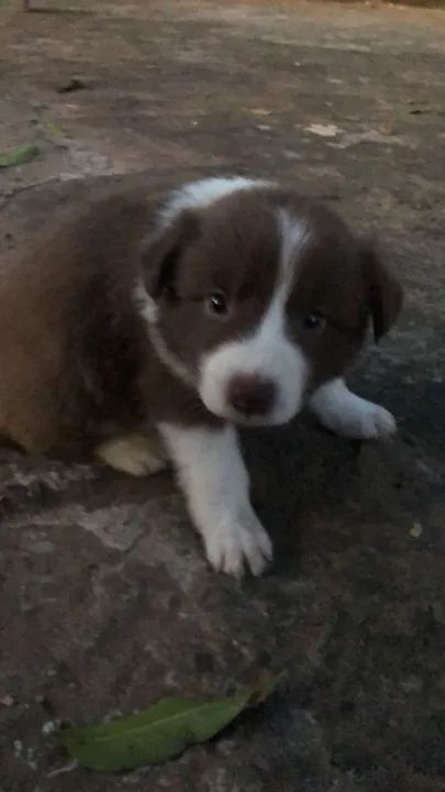 Border Collie - Foto 6